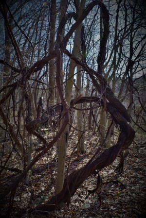 Dancing vines3